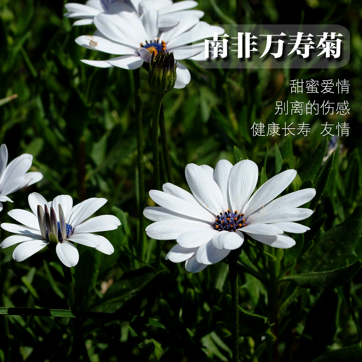 Оптовые семена южноафриканской мариголды, простые в выращивании, семена крупных цветов гибискуса, комнатные и уличные цветы, хризантемы для балкона в горшках