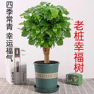 �Ҹ���Gֲ�����҃�ֲ��ƽ����G���Ϙ����w�ļ�����B���ԾGֲ