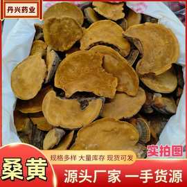 桑黄中药材批发东北长白山特产桑黄规格齐全泡水泡酒滋补原料桑黄
