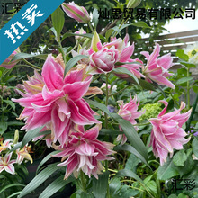 �ذ���ˮ�ٺϻ��N���ļ����B��绨��ֲ���̨�����M�ڰٺ����