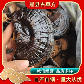 灵芝