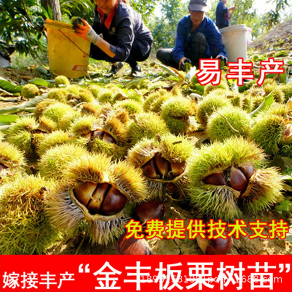 Прививка саженцев тайшаньских каштанов морозостойкие саженцы плодовых деревьев Саженцы каштанов в горшках на юге и севере посадка плодоносных саженцев текущего года