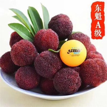 大叶细东魁杨梅树苗荸荠黑炭乌梅果苗早熟迟熟南北方果树苗带土