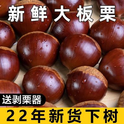 板栗2022丹东生新鲜5斤大板栗带壳应季蔬菜批发当季