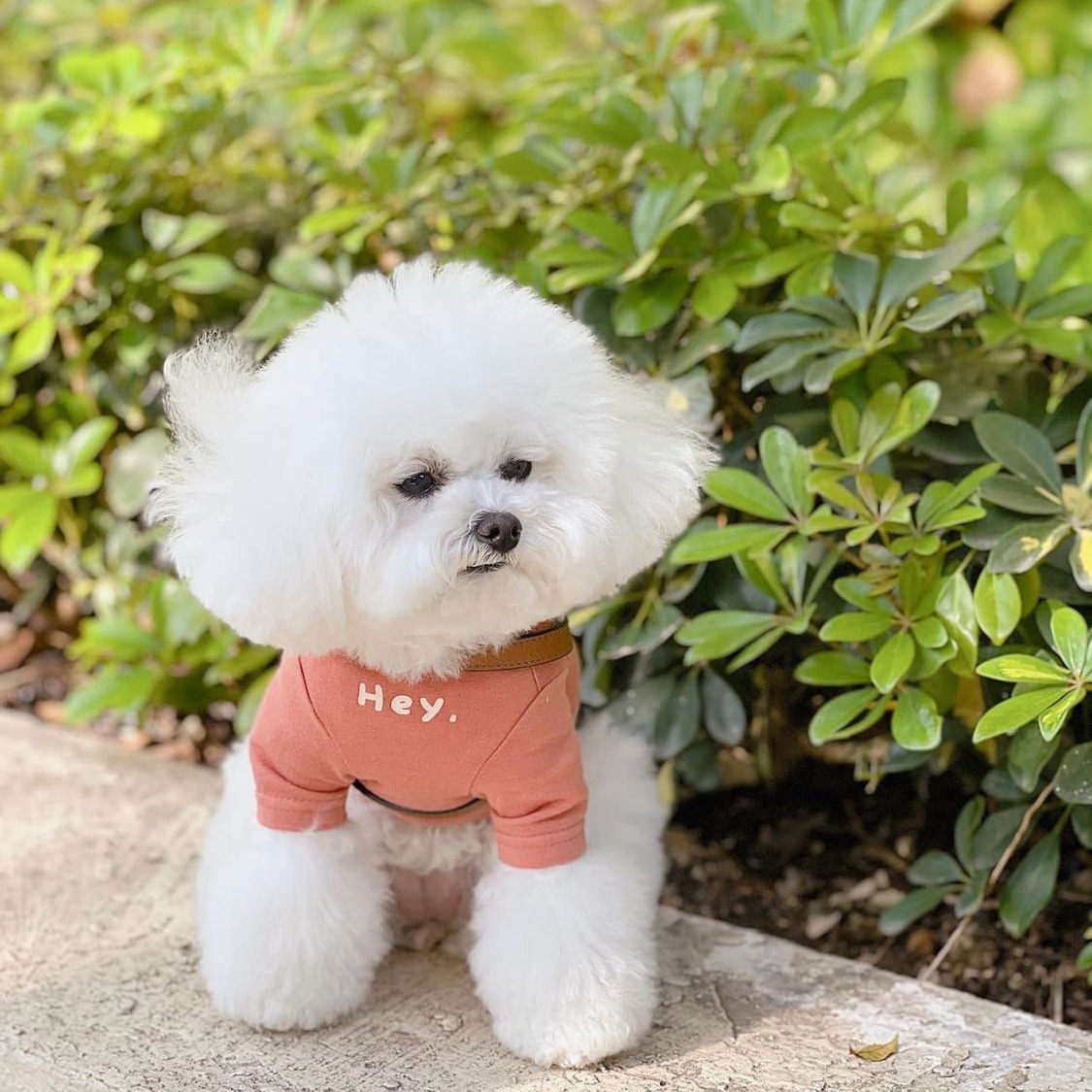 En stock nuevo ins Corea del Sur estilo coreano simple impreso T ropa para mascotas gato y perro tocando fondo ropa para mascotas