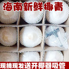 海南椰青新鲜9个装椰子水汁孕妇水果去皮青椰热带大老椰当季整箱