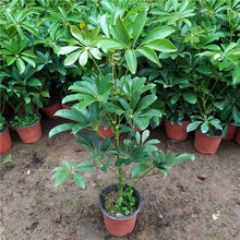 ���_ľ���Կ͏d�˷���ؔ�������~ɏ�Gֲ�҃ȴ���ֲ��lؔ���Z��ľ