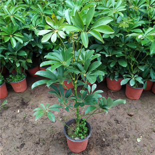 ���_ľ���Կ͏d�˷���ؔ�������~ɏ�Gֲ�҃ȴ���ֲ��lؔ���Z��ľ