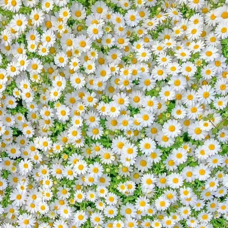 Маленькие семена цветов, ромашки, легко взрывающиеся семена в горшках, цветущие в любое время года, легко живущие семена белых хрустальных хризантем в горшках, полные семена цветов.