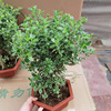 The base is directly supplied to the cliff shape in June snow bonsai will flowering and transportable to export -available four seasons evergreen plants