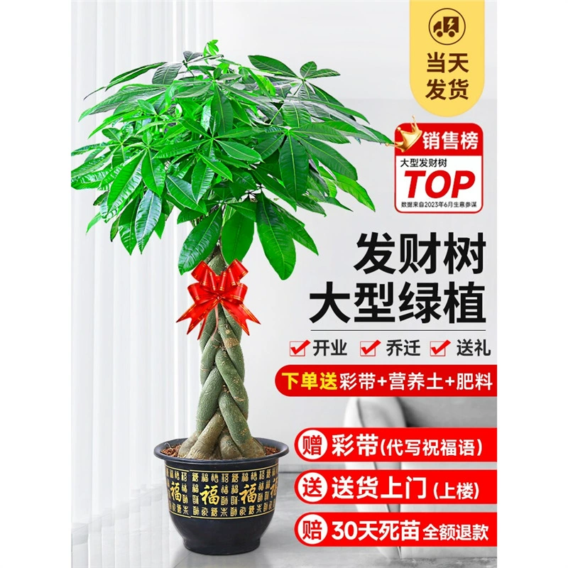 2025 новое денежное дерево в горшке, большое комнатное денежное дерево, большое зеленое растение для гостиной, офиса, цветочный бонсай