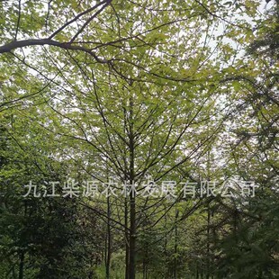 ���������l�� ��ľ��� �@�־G��������� ������ ��������l