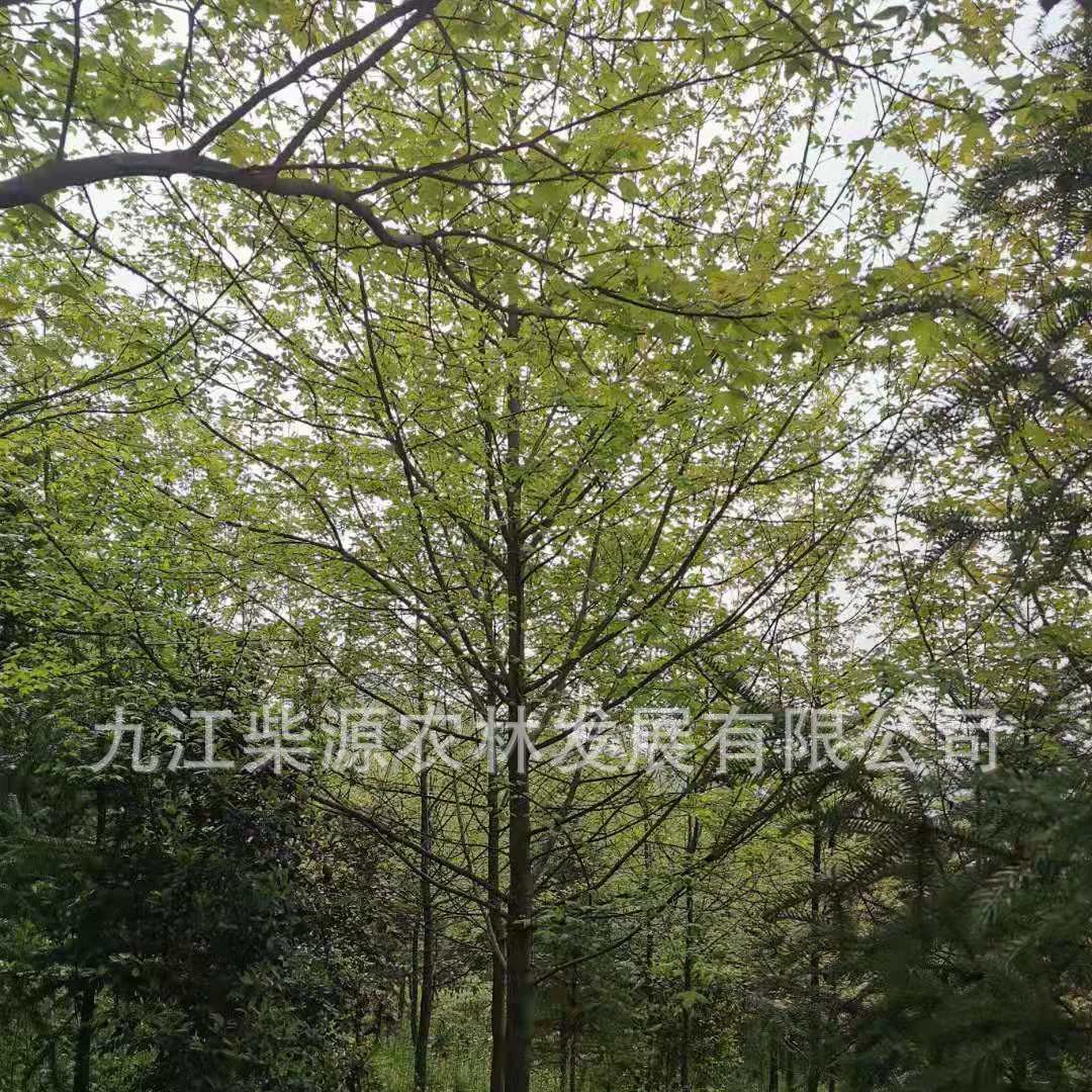 [Оптом с базы] Деревья и большие деревья, ландшафтный дизайн, саженцы корицмы, саженцы корицмы, оптовая продажа корицмы