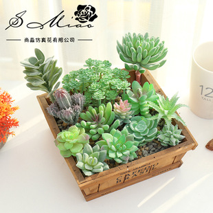 004ֲ�q�Gɫ����ֲ�ﻨ�^����DIY��Ʒ�ڒ�������Ҿ��bGֲ����
