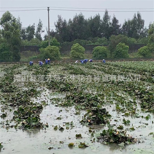 Perennial Hydroponic Water Lily Seedlings, Water Lily Planting in River Park, Self-Produced and Sold