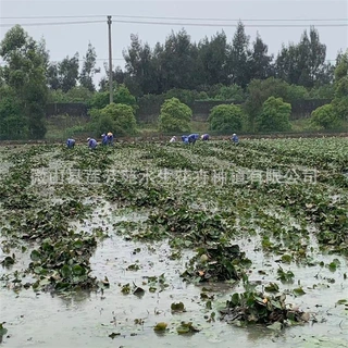 多年生水培睡莲苗 河道公园睡莲种植 自产自销