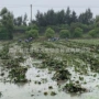 多年生水培种植河道苗