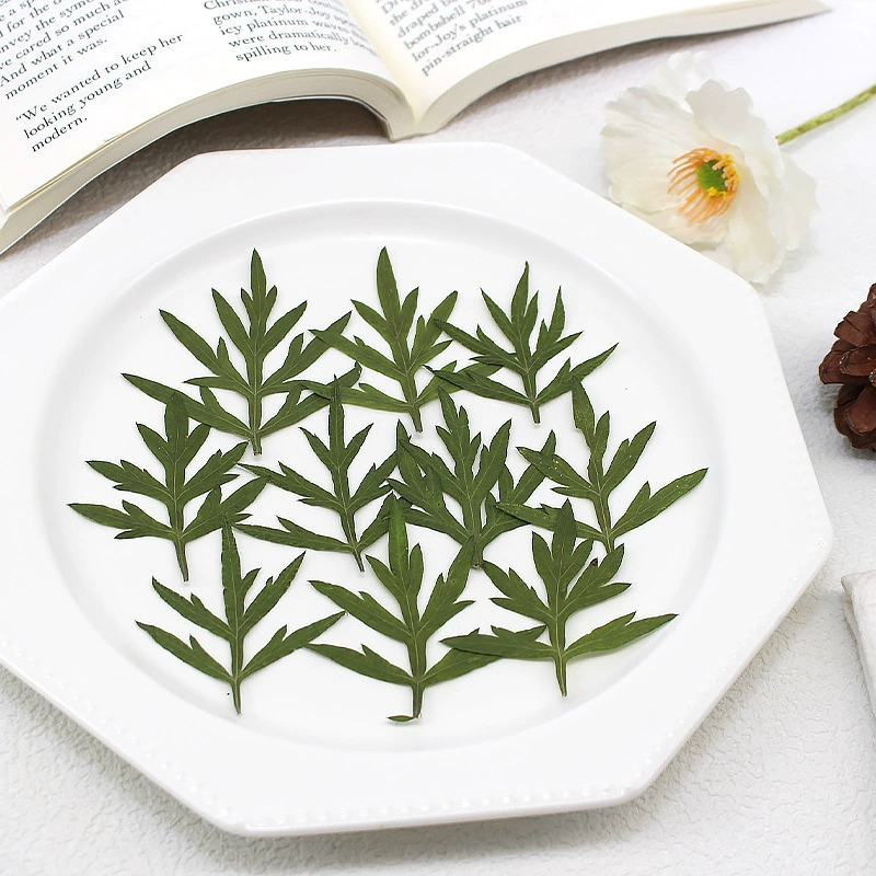 Сионная хризантема Листья натуральные настоящие цветы, сопровождающие материал для тиснения