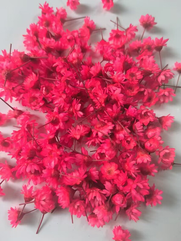Diyドライフラワー小野菊10グラムデイジー頭小星花頭無枝水晶滴糊ガラスカバー|undefined