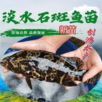 【新苗】淡水珍珠石斑鱼苗 龙胆石斑鱼苗 花斑鱼苗  淡水养殖