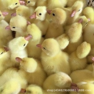 ���^ԭ�a�ذl�{�^�Z���ش󼃷N���ڪ{�^�Z������ͪ{�^�Z����