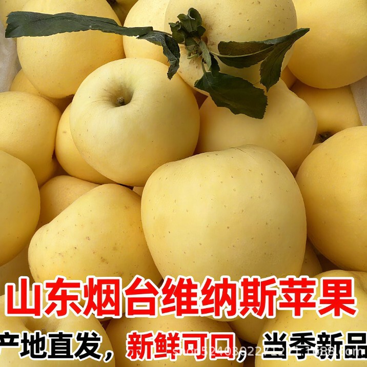 Authentic Shandong Golden Venus Apple Fresh Fruit Pure Sweet Crisp Sweet Sugar Heart Yellow Ping Fruit Fuji Ping Fruit Seasonal