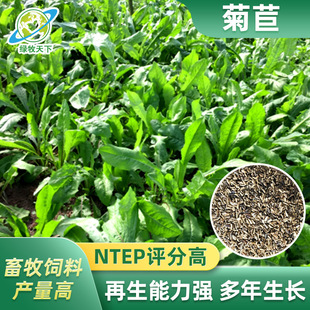 Sichuan Wholesale Chicory Seeds, Cold-Resistant Xizang Grassland Sweet Sorghum, Alfalfa Mixed Lawn Plant Seeds