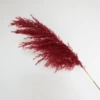 10 dark red reeds