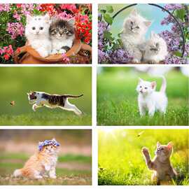 猫咪海报画动物小猫图片喵星人萌宠猫海报装饰贴画不干胶贴纸