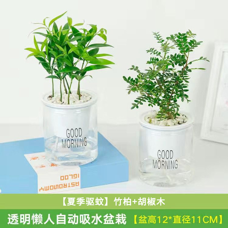 여름 모기퇴치 고추나무 2단 + 대나무, 편백나무(흡수대)(무료 비꽃석)