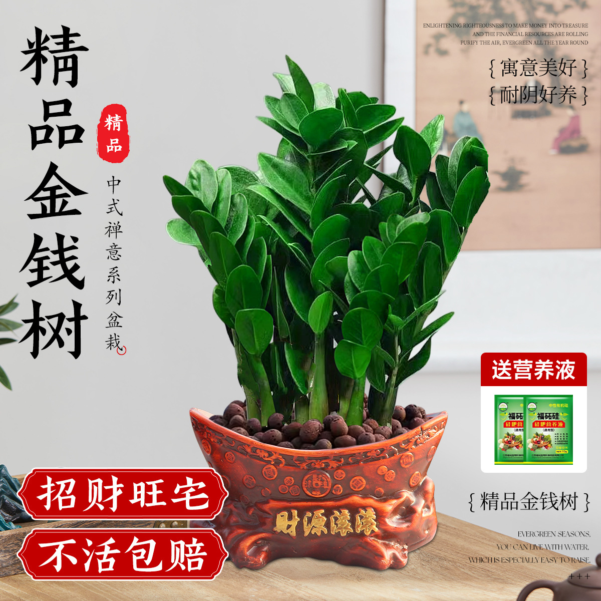 Pohon uang pot menengah 25-35cm5-8 (sumber uang bergulir)