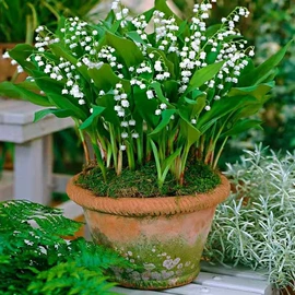 盆栽;月季蔷薇植物;乔木