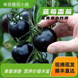 ����S���]�����JԷ�uβ�Ʒ����Ϻ�ɫС���Ѻ����鷬�Ѯ�������