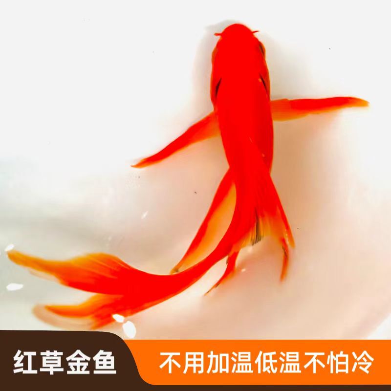 赤草金魚は育てやすい、長尾赤草観賞魚、鯉、活冷水魚、鯉、赤草淡水魚|undefined