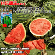 科乐早春红玉西瓜种子日本引进口感好早熟高产抗病商品性佳春秋播