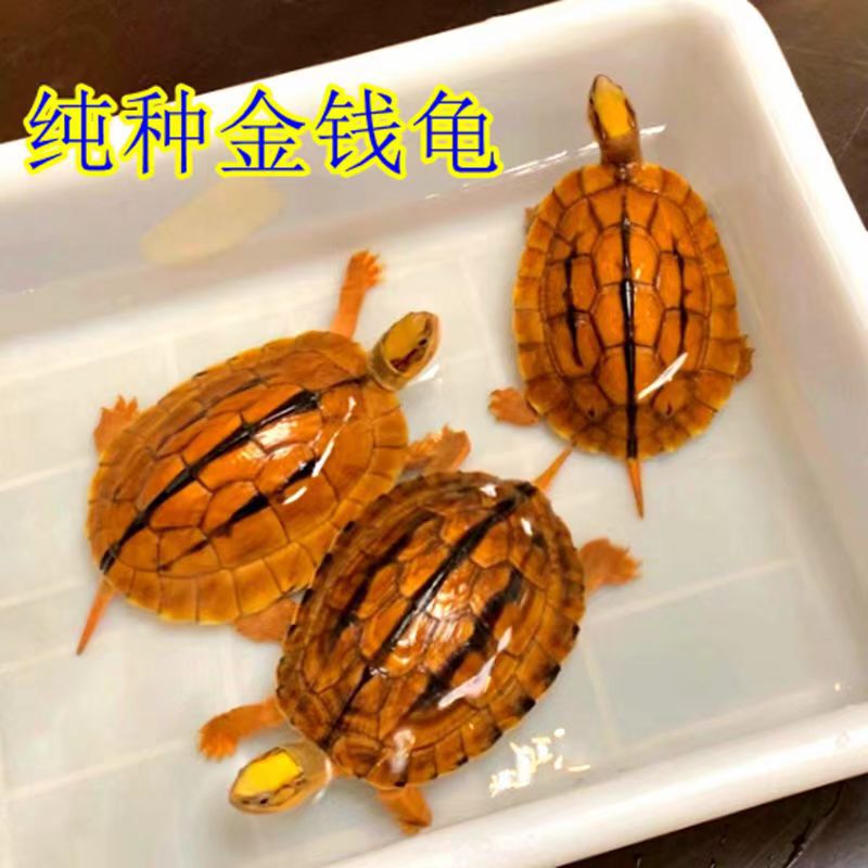 Authentic Purebred Money Turtle Attracts Wealth, Eats Vegetables, Stone Money Turtle, Longevity Couple, Ornamental Deep Water Small Pet Turtle, Live Animal