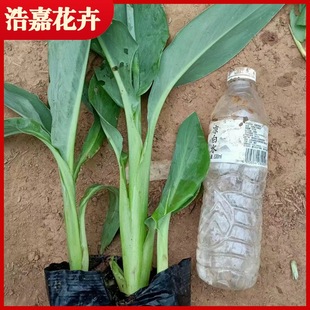The Base Sells a Variety of Colorful Red Flower Canna at Large Quantities. Discounts Are Available for Flower Seedlings and Roots