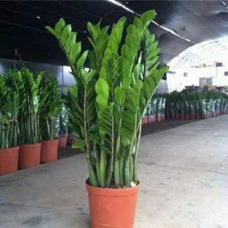 Money Tree Potted Plant Indoor Money Plant for Attracting Wealth, Living Room Green Plant, Evergreen Flowers, Wholesale Succulents