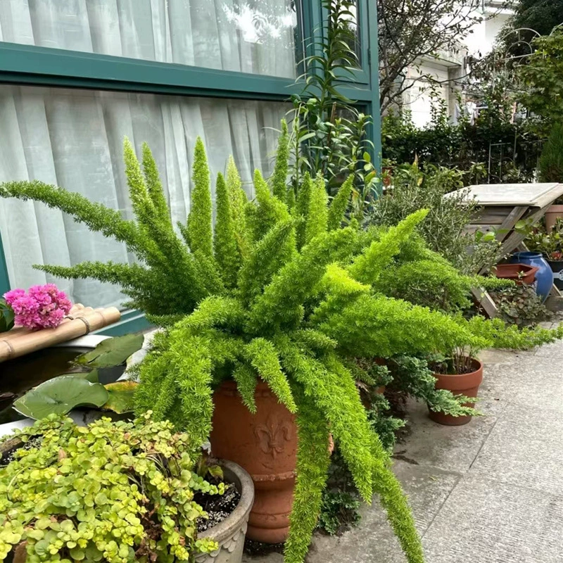 Спаржа в горшке большая рассада Лисохвост спаржа замороженная зимой