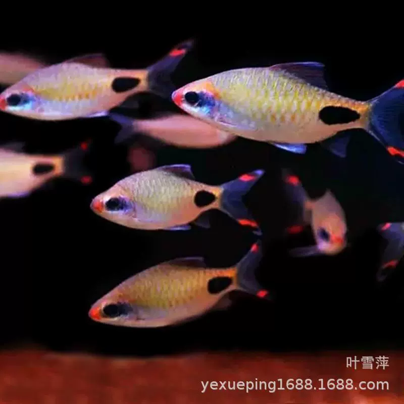 Фиолетово-красный двухточечный карась, тропическая рыба, маленькая декоративная рыба, радужный бриллиант, карась, пресноводный травяной резервуар, живая Шанхайская рыболовная оптовая продажа
