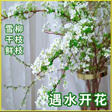 ѩ���r֦ˮ��ֲ�������҃ȿ͏dˮ�B������֧��ˮ�_������Ԫ������