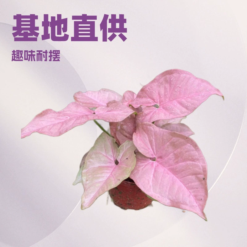 База питания в помещении зеленый A110 чашка мини горшечные неоновые розовые женские офисные цветы оптом