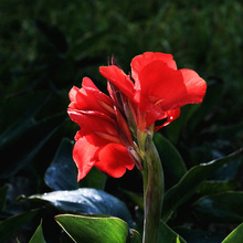 美人蕉种子红艳蕉小花水生植物小芭蕉黄红花庭院花籽易活花种籽子