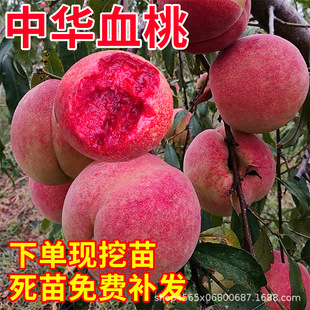 Ѫ�����ش�������޽��Ҙ���ˮ�������Ե��d���ϱ����Nֲ����Y��