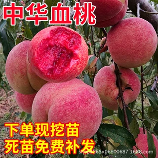 血桃苗特大早晚熟嫁接桃树苗水蜜桃盆栽地载苗南北方种植当年结果