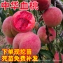 嫁接早晚特大盆栽桃苗