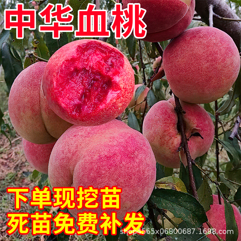 血桃苗特大早晚熟嫁接桃树苗水蜜桃盆栽地载苗南北方种植当年结果
