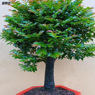 С�~��̴�辰�䘶�҃ȿ͏d�̨���������Ϙ��Gֲ�ļ�����