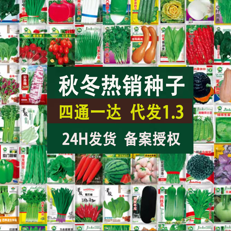【秋冬种子合集】秋季萝大白菜意大利生菜菜心莴笋花菜蔬菜种子冬