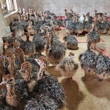 景区观赏成年非洲鸵鸟活体出售 批发脱温鸵鸟苗活体价格 鸵鸟种蛋